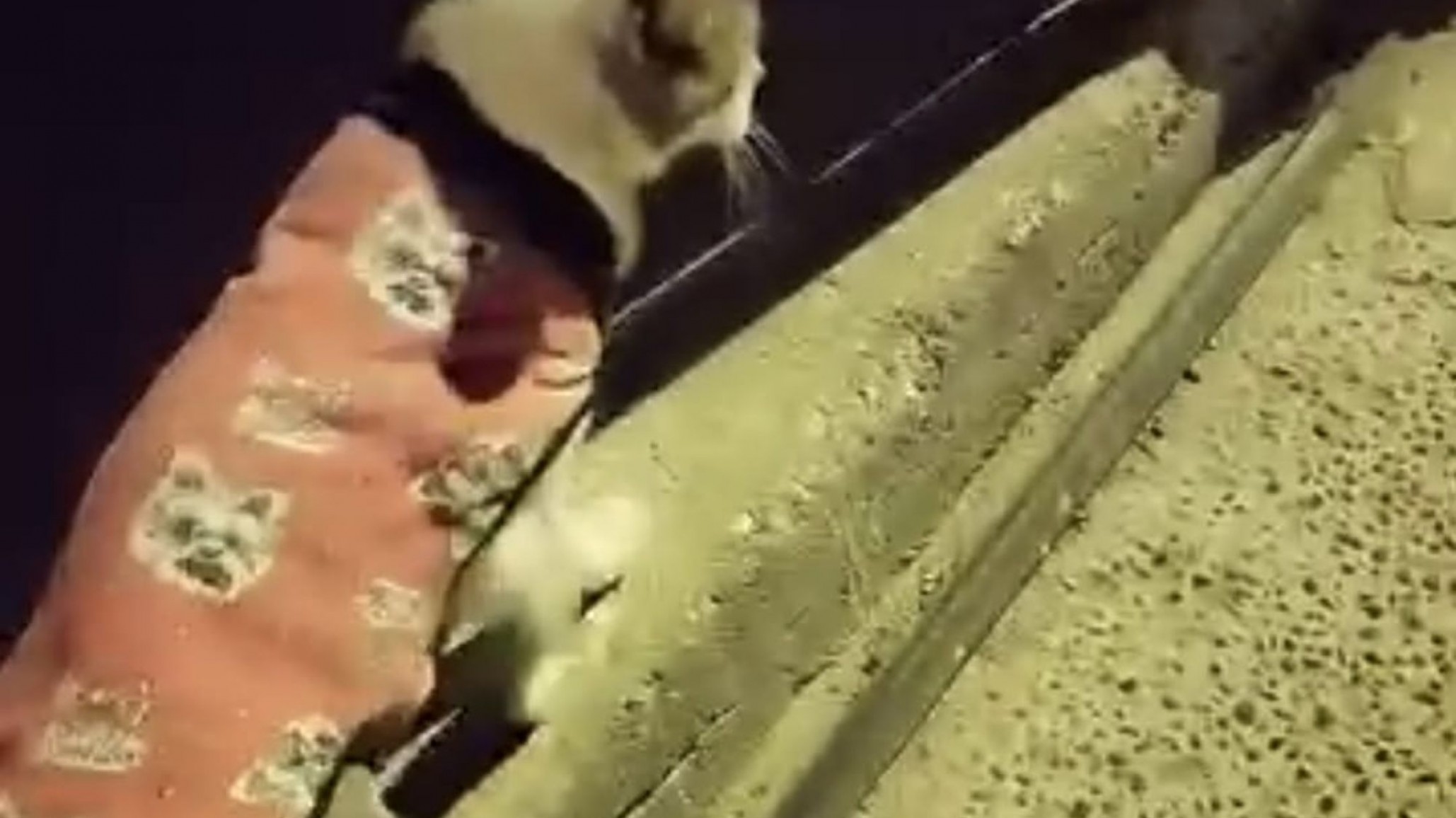 Conmovedor pedido de adopción en Comodoro: buscan un hogar para un gato abandonado