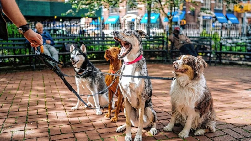 El dispensario de Comodoro Rivadavia busca voluntarios para pasear perros y mejorar su bienestar