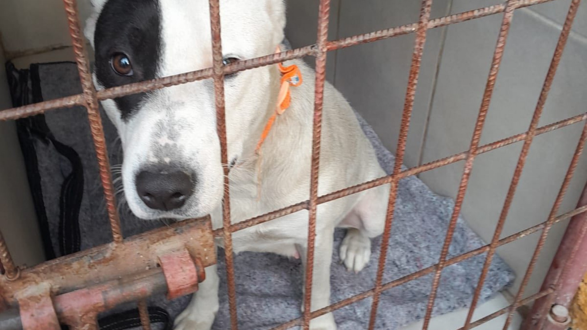 Una perrita rescatada necesitó una cirugía urgente y piden ayuda para cubrir los gastos