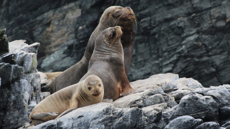 Marea roja en Chubut: El CONICET confirma que las toxinas llegan hasta los fetos de lobos marinos