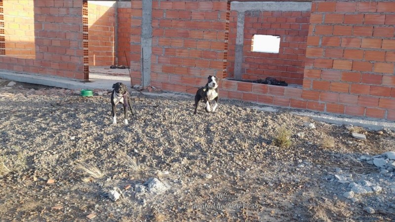 Crueldad animal en el Faro: denuncian a dos perros atados y abandonados