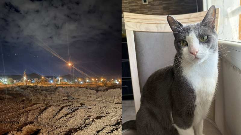Llevó a su gato a la veterinaria, se le escapó y lo buscan desesperadamente en barrio Ciudadela