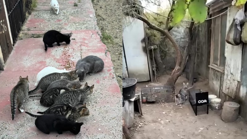 Comodoro: Liberarán a 25 gatos ferales sin vacunar ni desparasitar por la negativa de Veterinaria Municipal