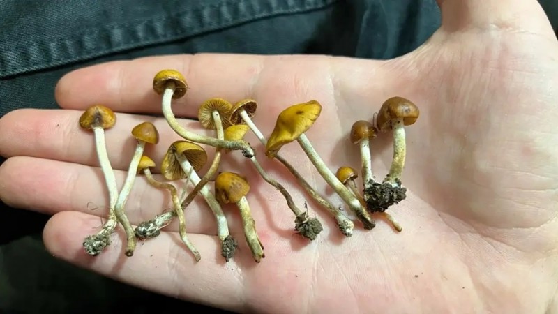 Avance científico: un tratamiento con hongos logra reducir drásticamente la adicción a la cocaína