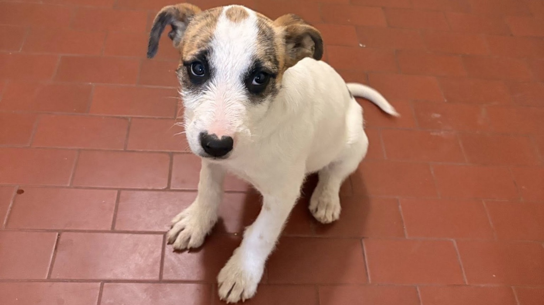 Abandonaron a una cachorra de 3 meses dentro de un edificio y buscan un hogar