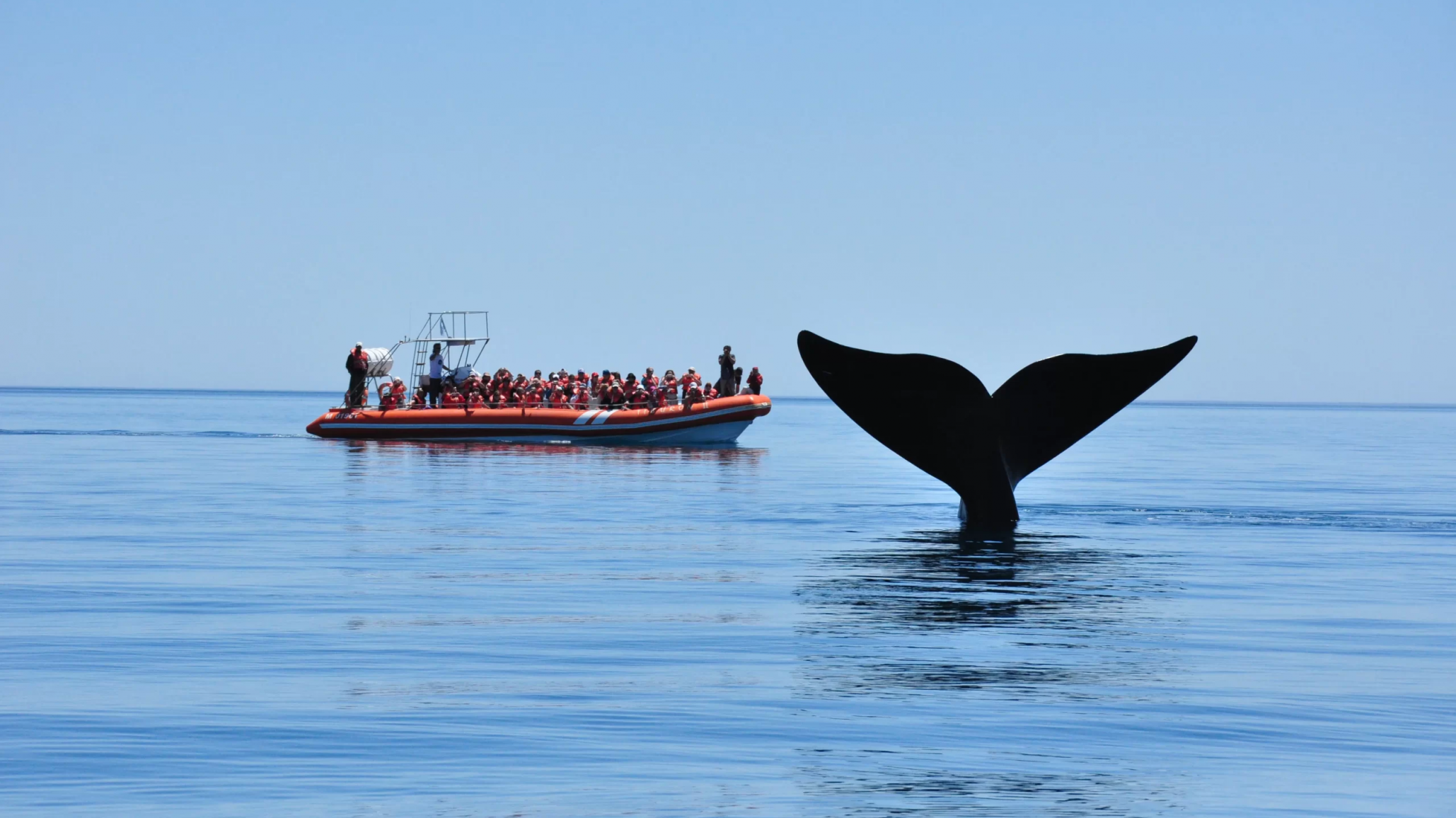 Chubut se prepara para una nueva Temporada de Ballenas