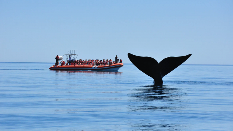 Chubut se prepara para una nueva Temporada de Ballenas