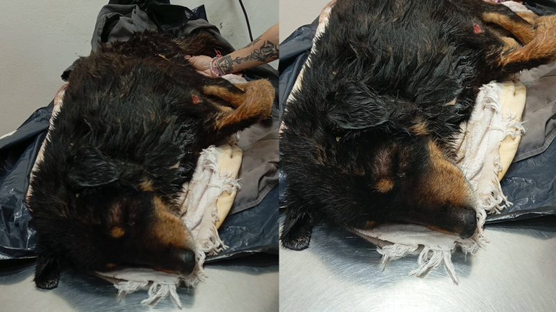 Brutal maltrato en Comodoro: un perro fue desfigurado de una patada y necesita ayuda urgente