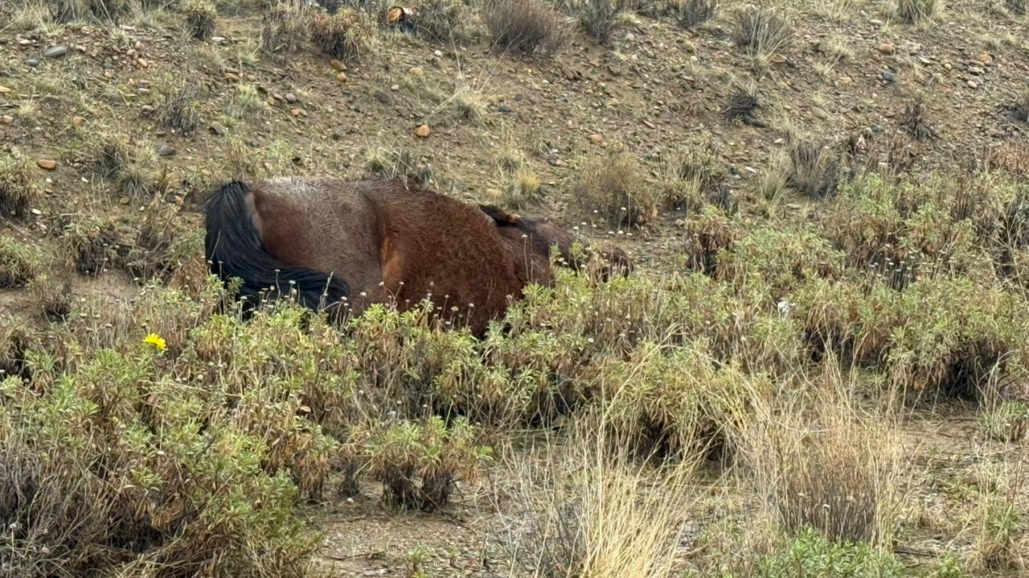 Indignación en Rada Tilly: el caballo atropellado esta mañana fue abandonado y terminó muriendo