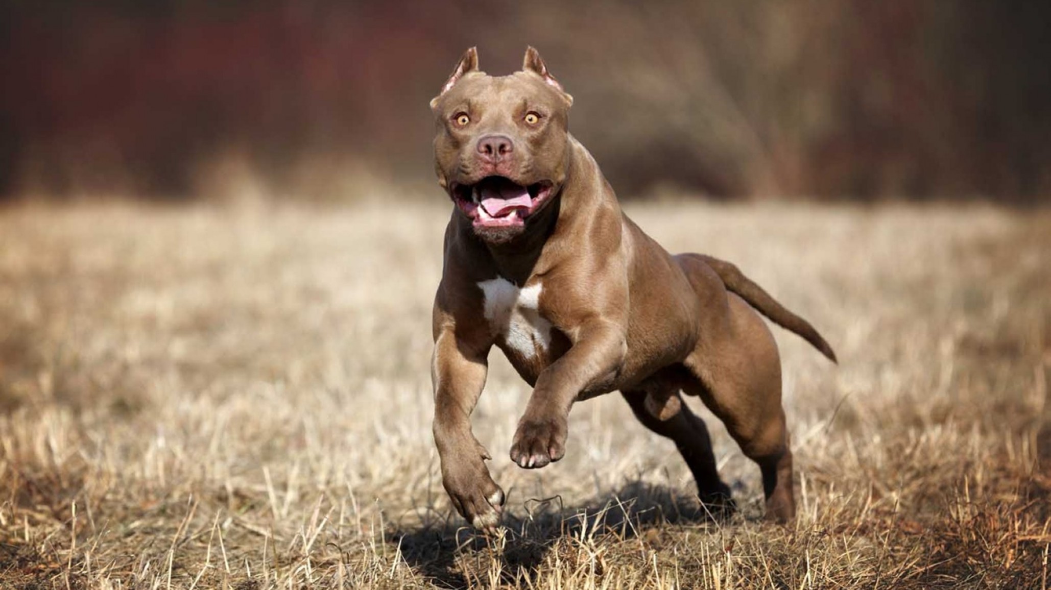 Chubut: un pitbull suelto atacó a un transeúnte en un comercio y el dueño debió pagar 5 millones de pesos