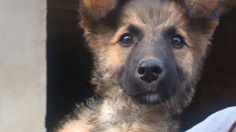 Apenas tiene 3 meses y ya sabe lo que es la crueldad del abandono: la campaña para salvar a una perrita en Comodoro