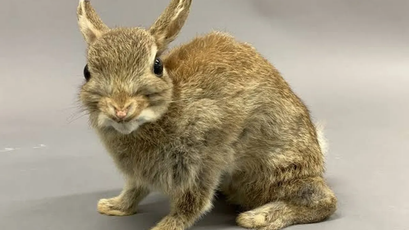 Fallo histórico en Tierra del Fuego: un juez declaró a los conejos europeos como "sujetos de derecho" para frenar su matanza con gas