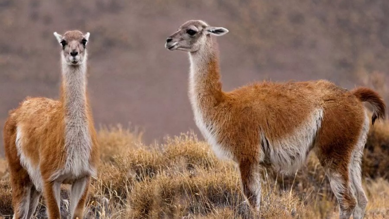 Inseguridad en el campo: denunciaron a una banda de cazadores furtivos a 200 kilómetros de Comodoro