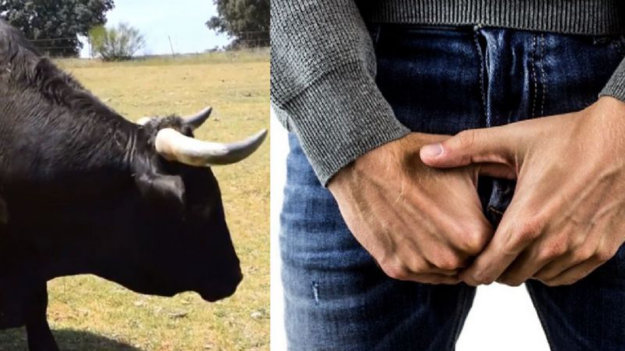 Un toro se cansó de los maltratos y le clavó los cachos en los testículos a un joven