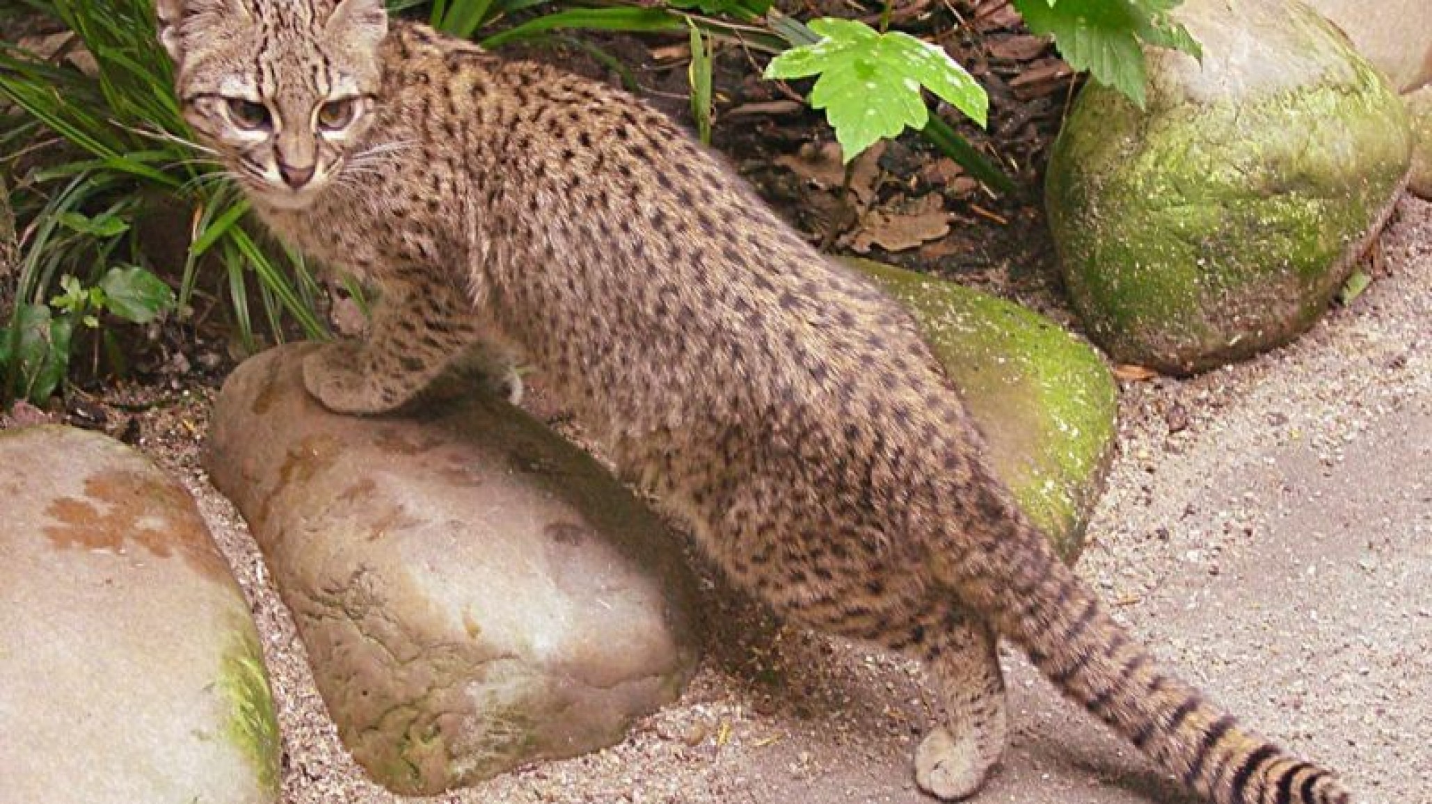 Pequeño ejemplar de gato montés es rescatado por Gendarmería Nacional