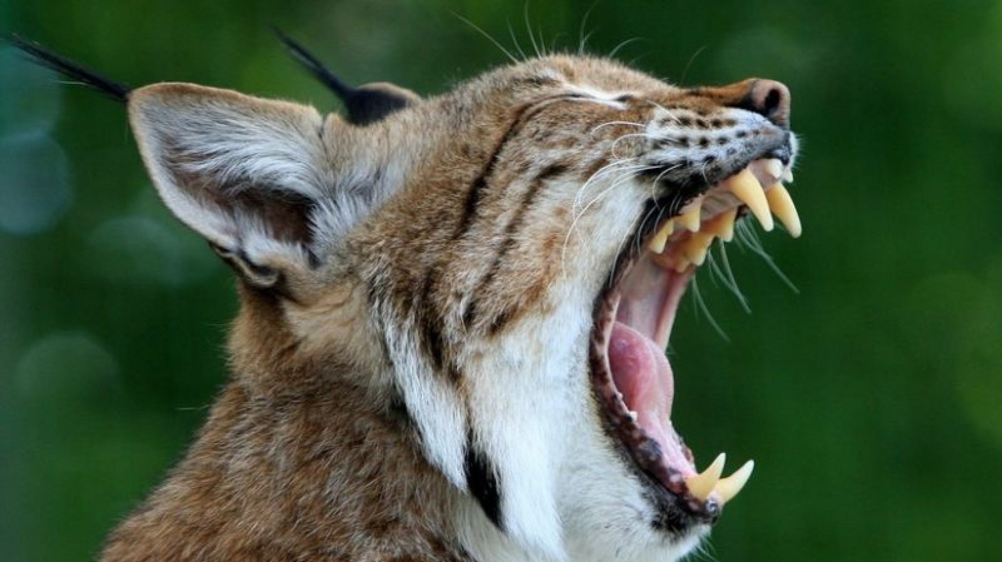 Mujer rescata a un lince y lo aloja en el vehículo junto a su hijo de 3 años