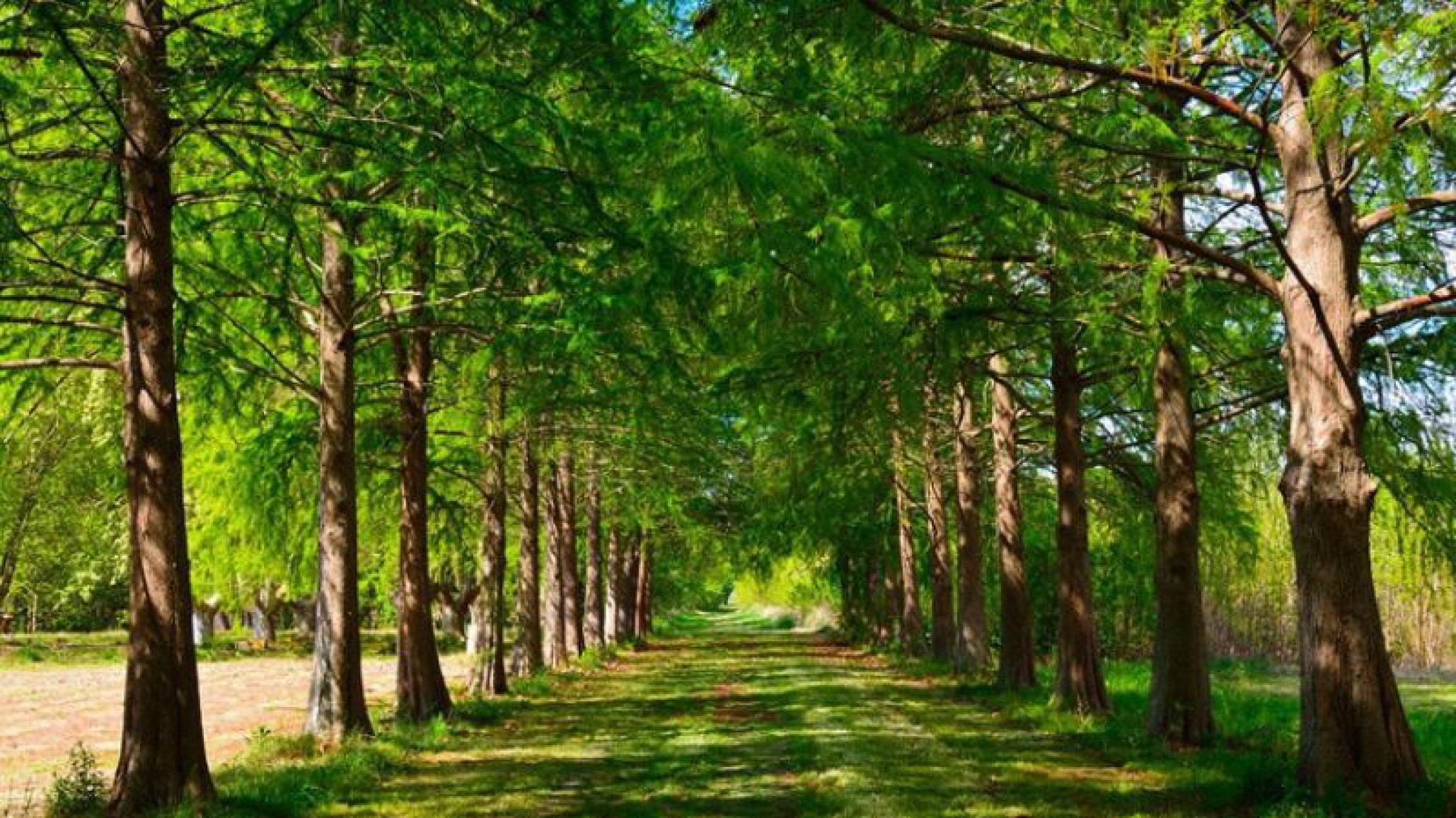 Ya se inscribieron más de un millón de personas para la mayor plantación masiva de árboles