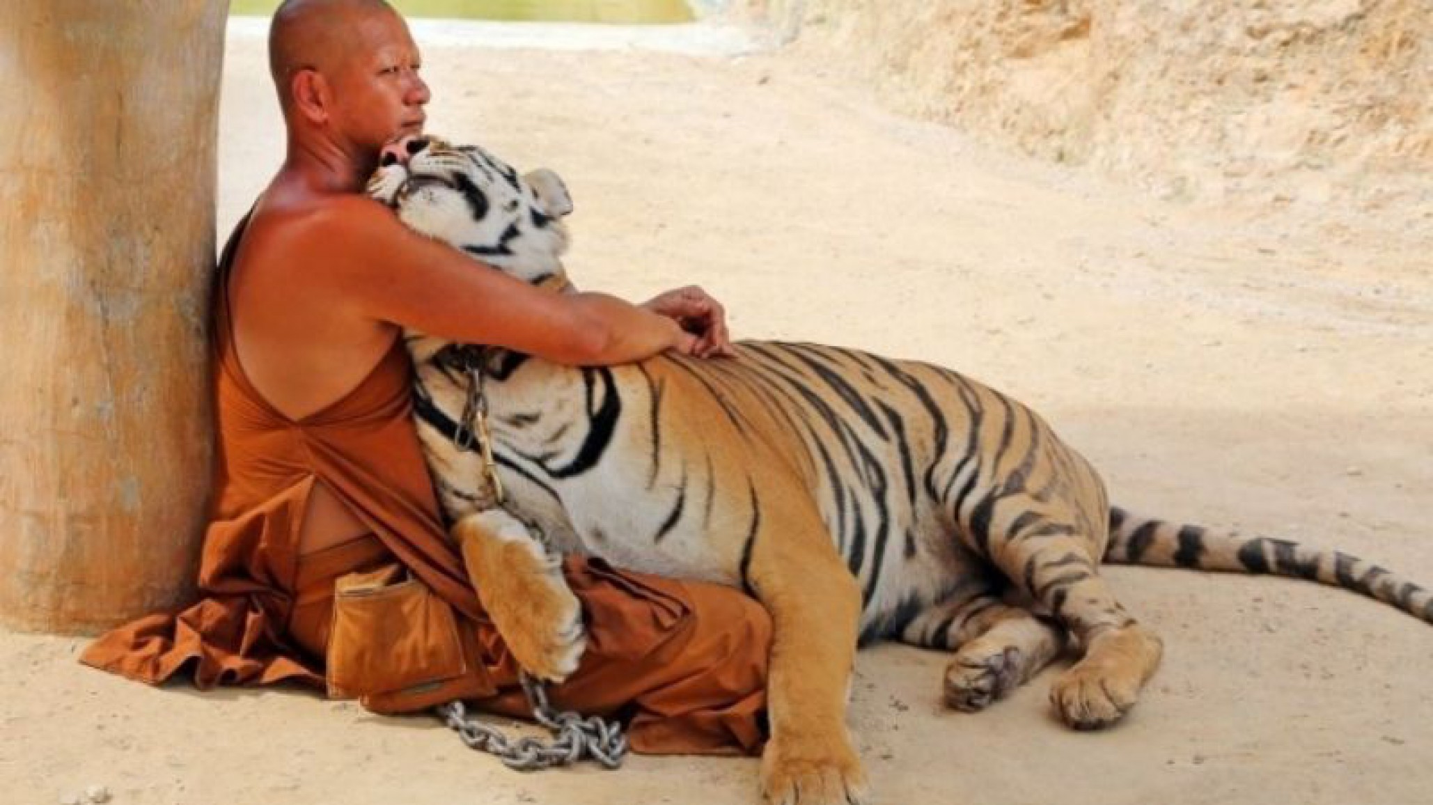 Incautan tigres de un zoologico que era utilizado como fachada para el comercio de pieles