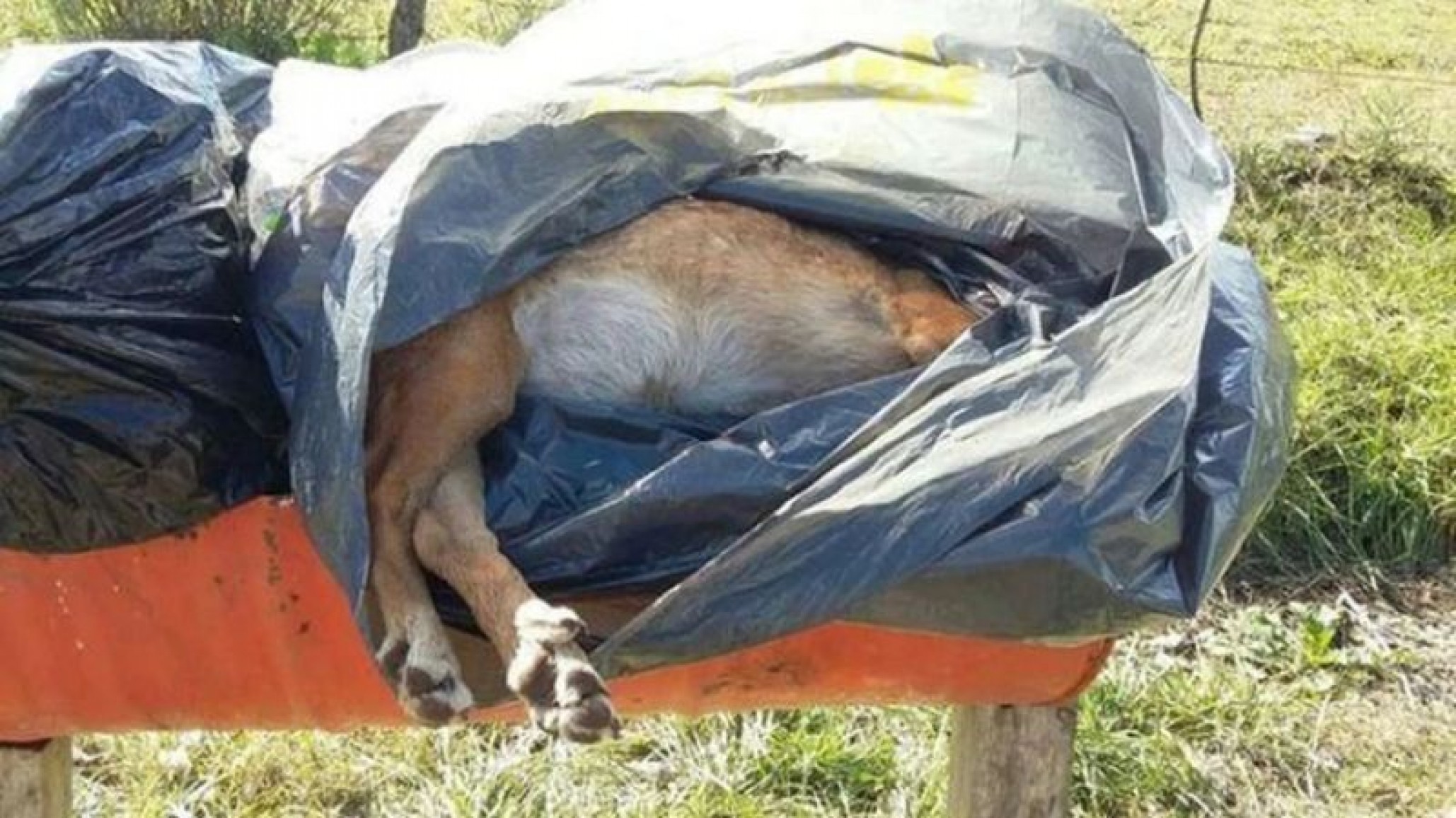 Al menos doce perros perdieron la vida al ser envenenados