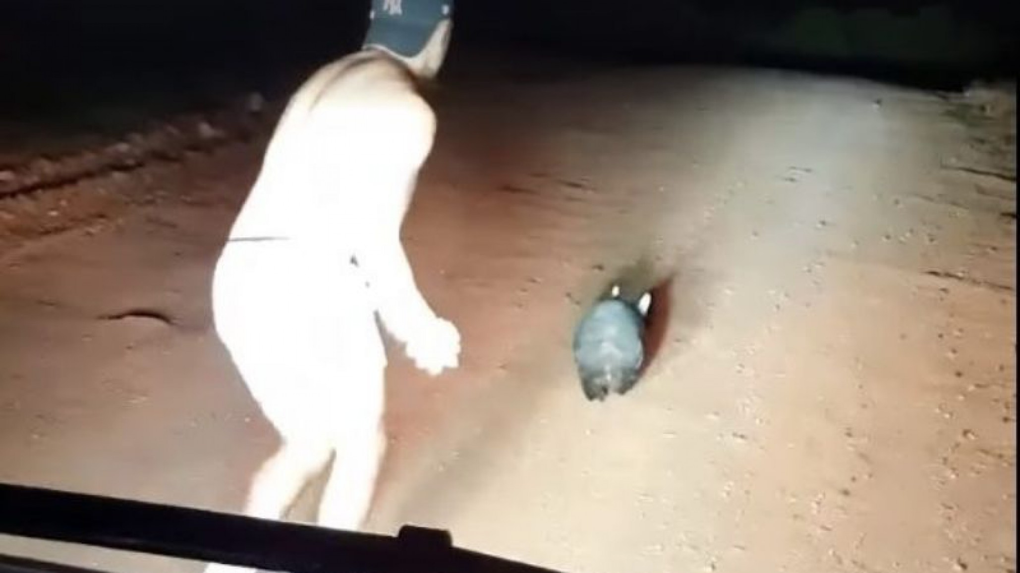 Policía australiano apedrea a un marsupial hasta matarlo