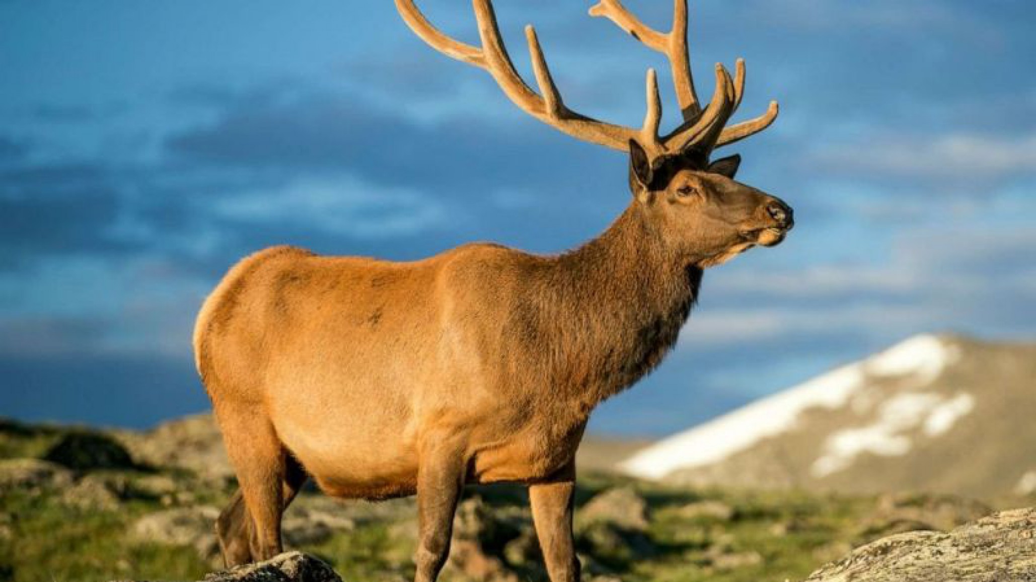 Video: Un alce ataca salvajemente a una mujer en E.E.U.U.