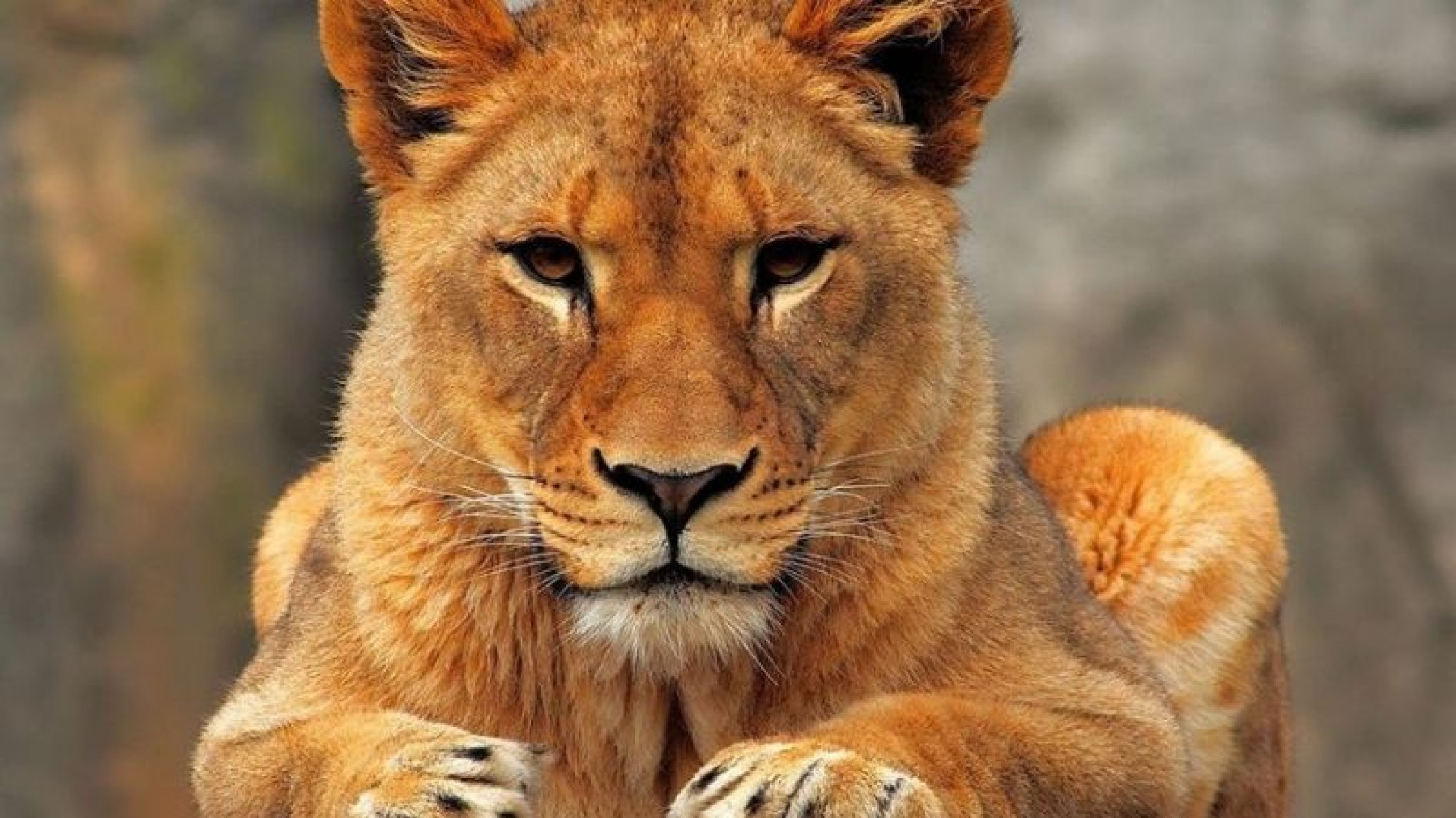 Video: Leona es atacada por su propio hijo