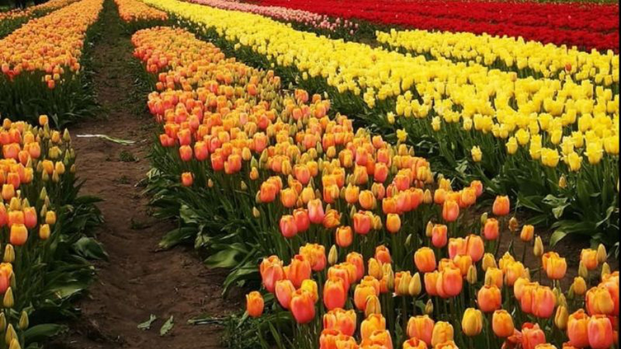 Así está el campo de Tulipanes, un paisaje maravilloso para visitar en Trevelin