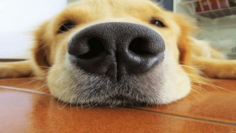 Un cachorro cruza un cerco de una manera muy particular y se vuelve viral