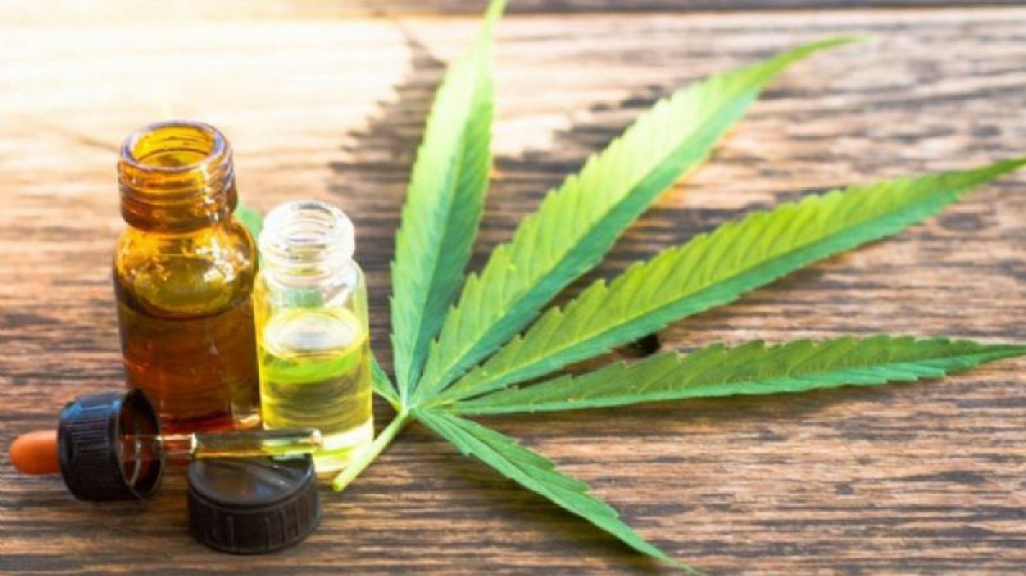 Madryn progresa sobre el uso del Cannabis Medicinal