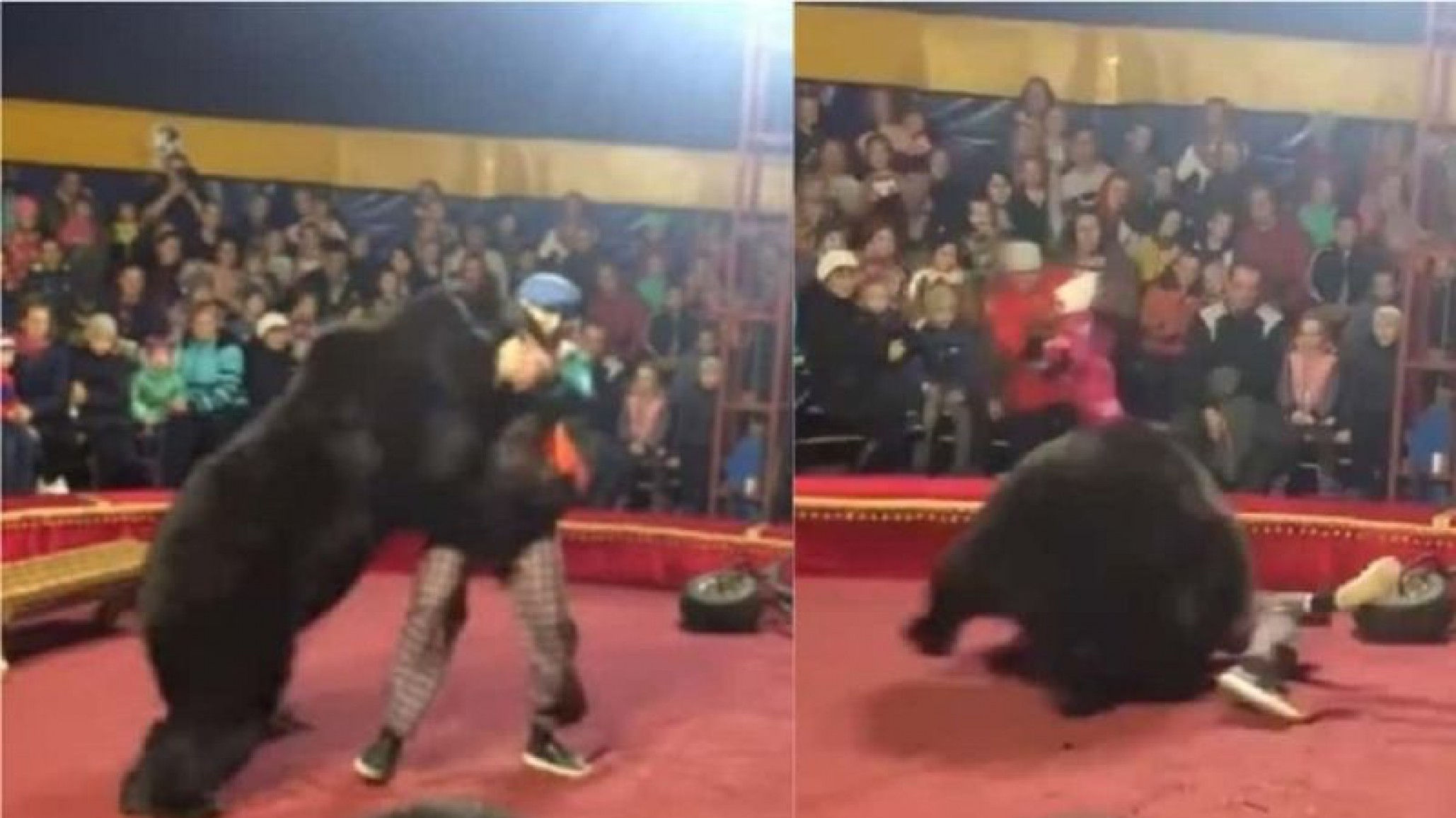 Conmocionantes imágenes: El ataque de un oso a su domador en un circo
