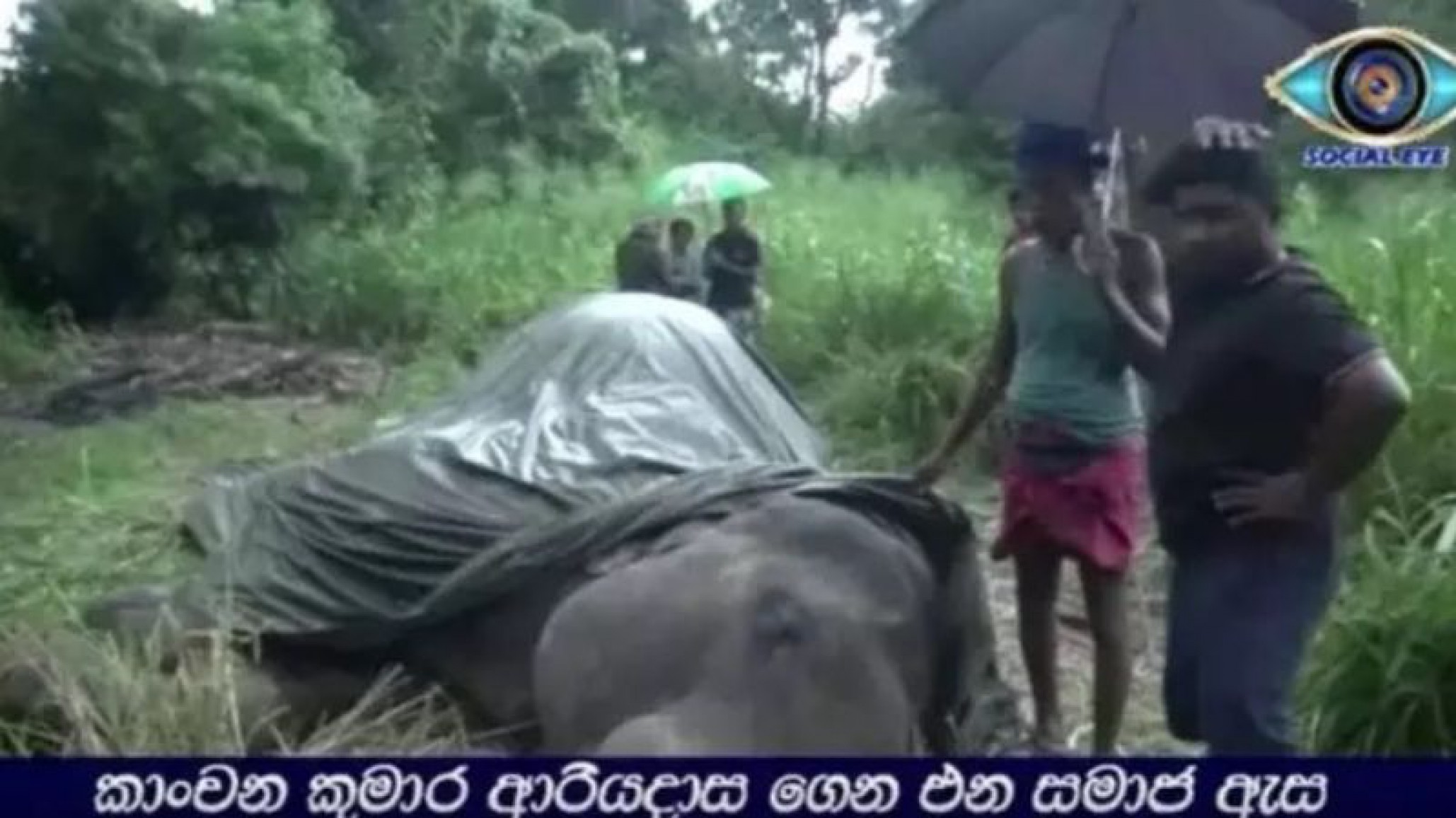 Crueldad animal: un elefante murió mientras llevaba turistas