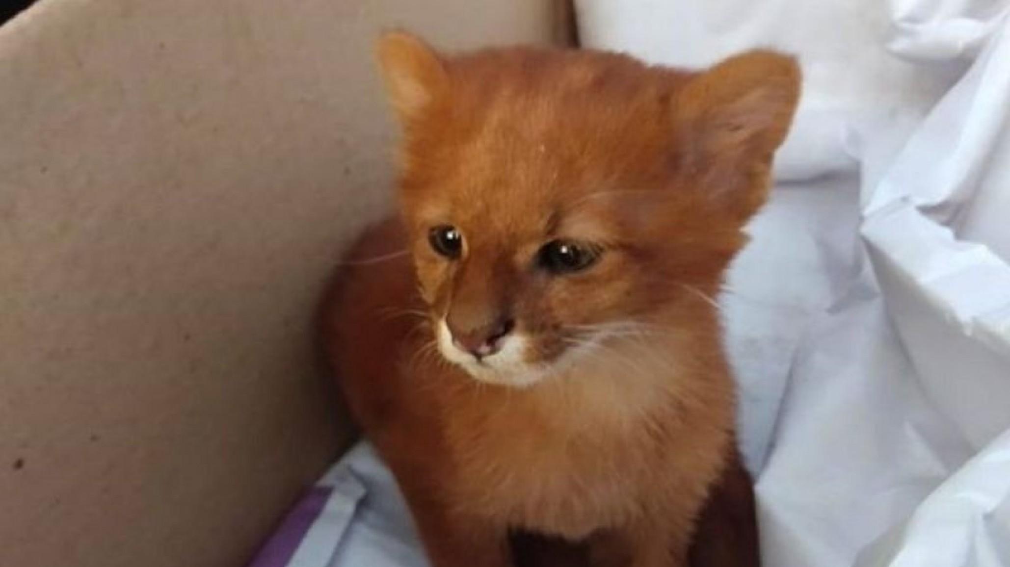 ¡Insólito! Crió a un felino pensando que era un gato y terminó siendo un puma