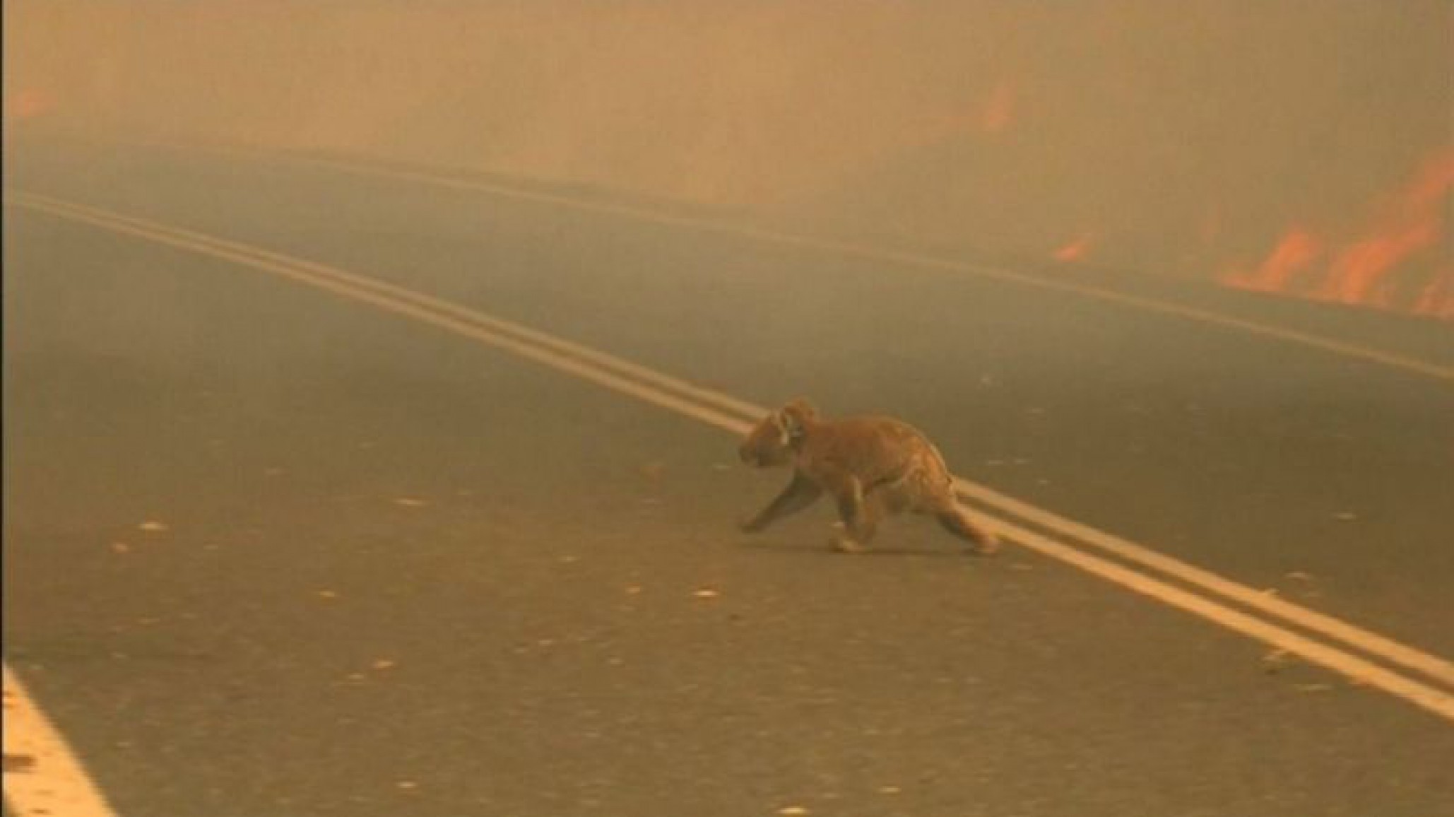 Sacrifican al koala rescatado de los incendios australianos al no recuperarse de sus heridas