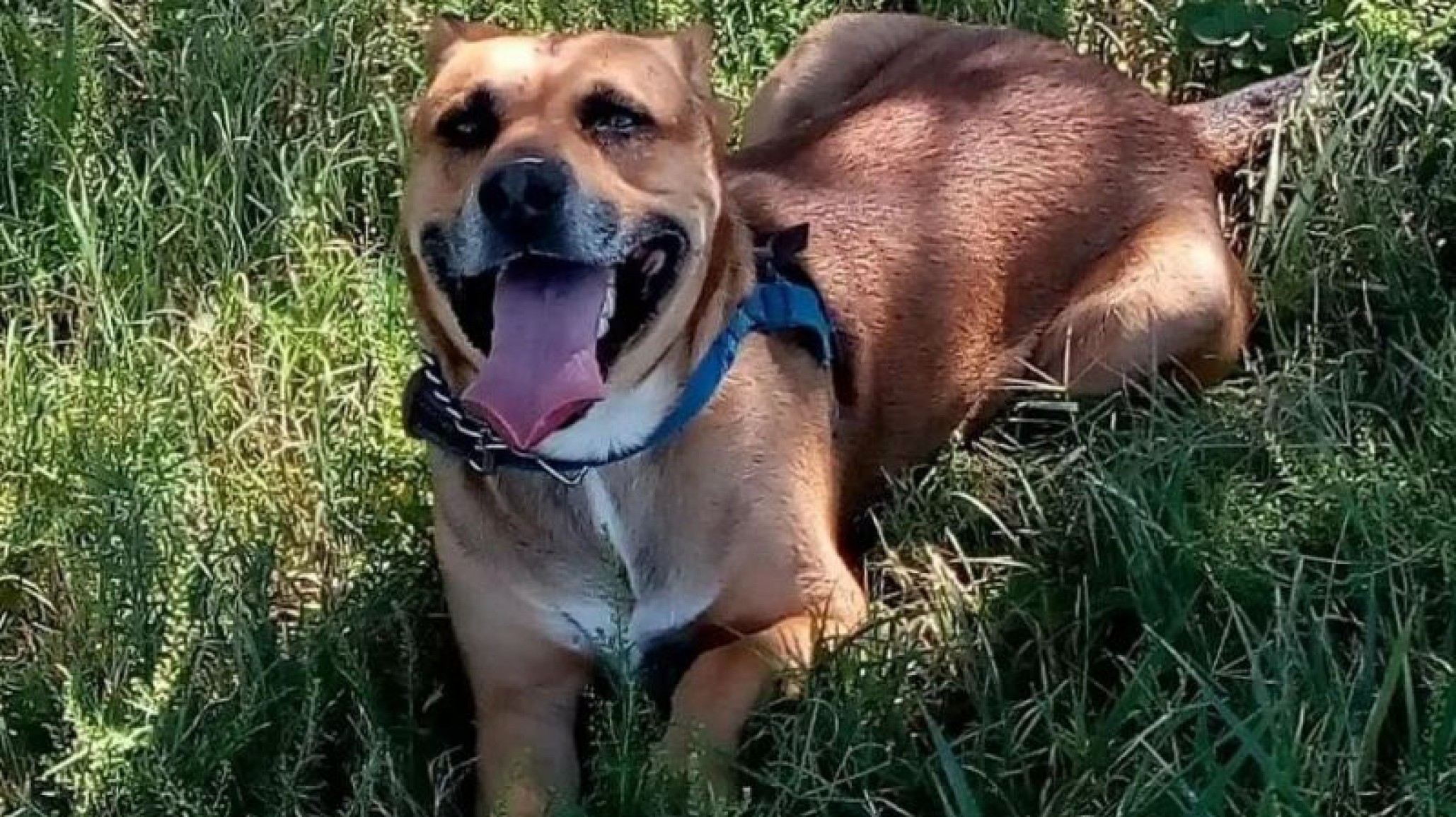 Increíble: mató a una perra porque se comió su planta de marihuana