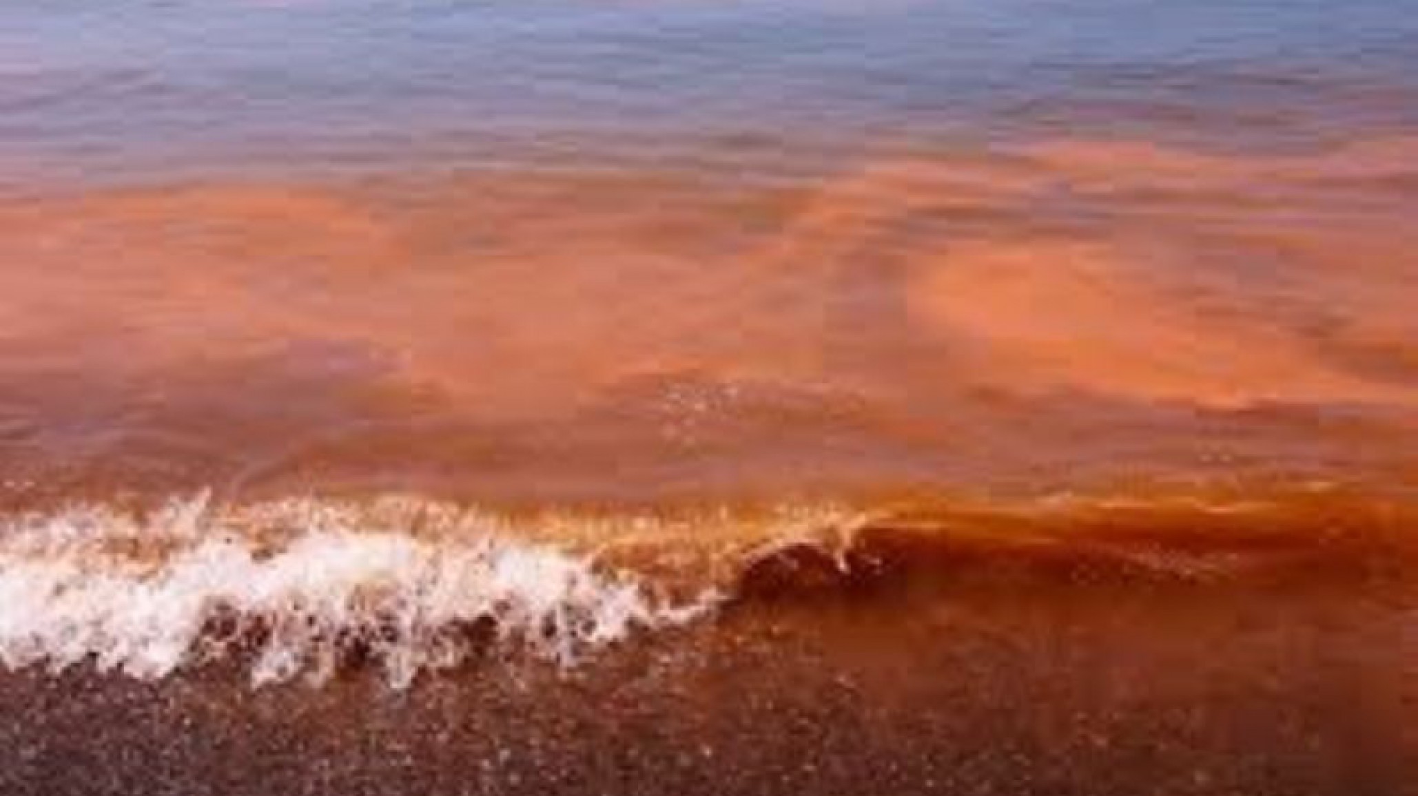 Chubut: Por marea roja se vedó la extracción de moluscos