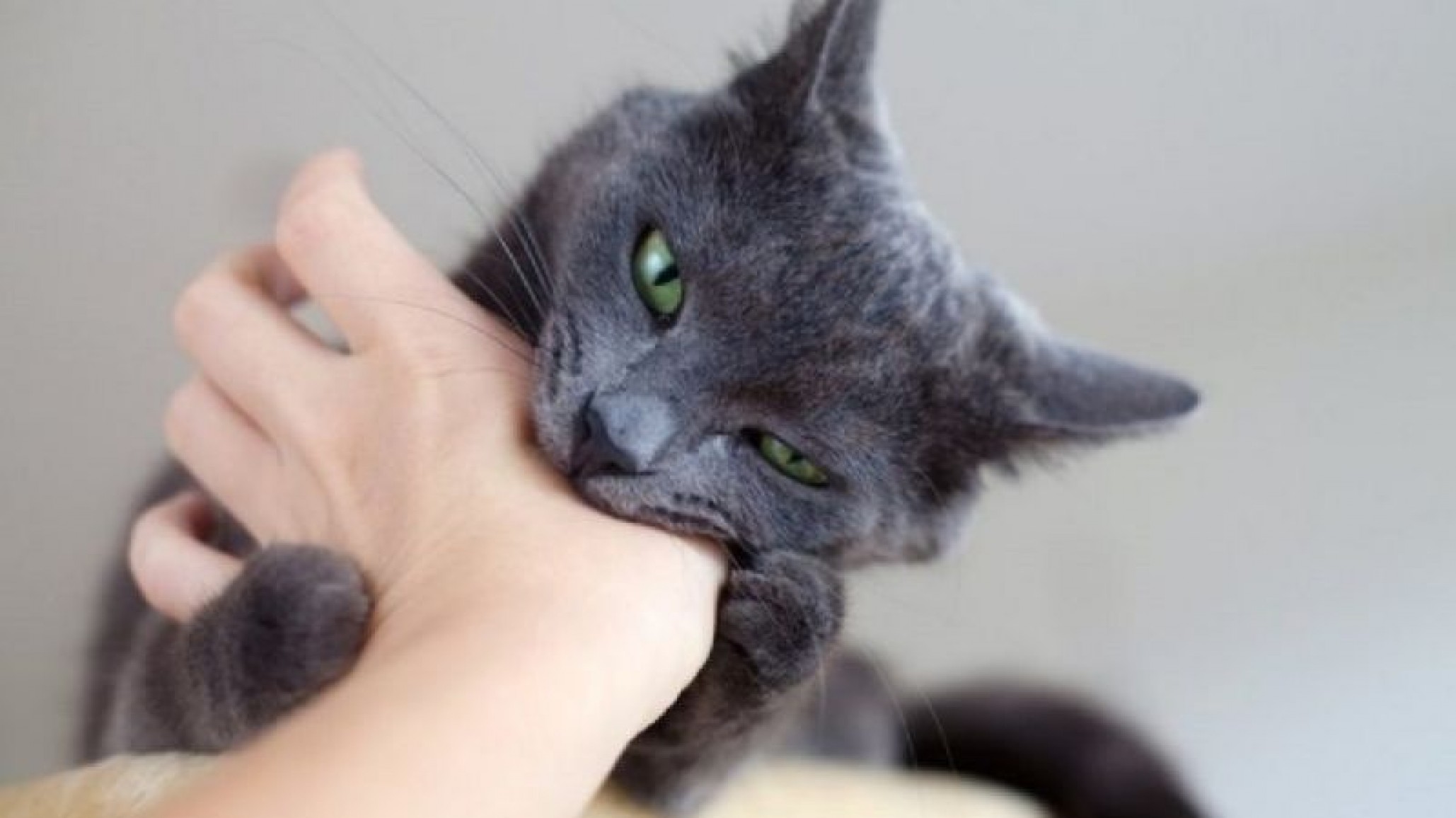 España: Hombre contrae rabia al ser mordido por un gato, se encuentra internado de gravedad
