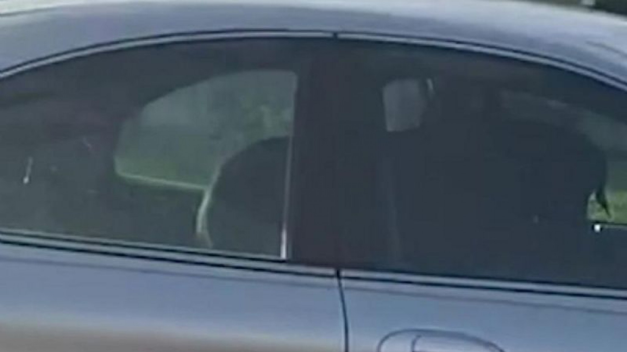 Insólito video USA: olvidaron a un perro dentro de un auto y lo manejó de reversa en círculos por una hora