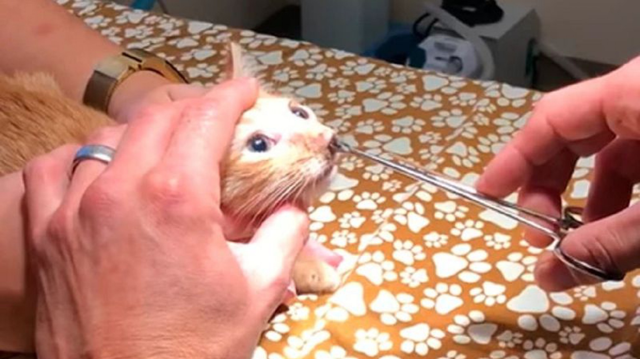 Video viral: Extraen de la nariz de un gato, un gigantesco parásito que estaba por provocarle la muerte