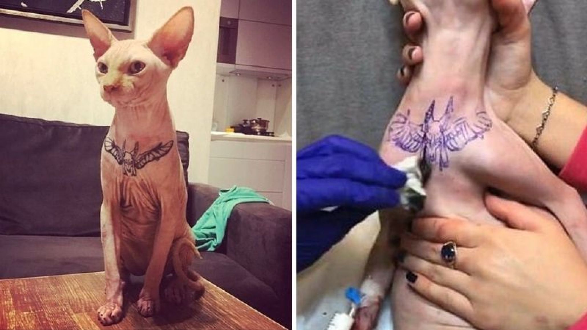 Maltrato animal: Una “influencer” le tatúa el pecho a su gato