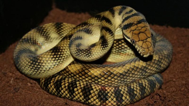 ¡Aterrador! Una pitón de más de 4 metros atacó a un niño en Australia