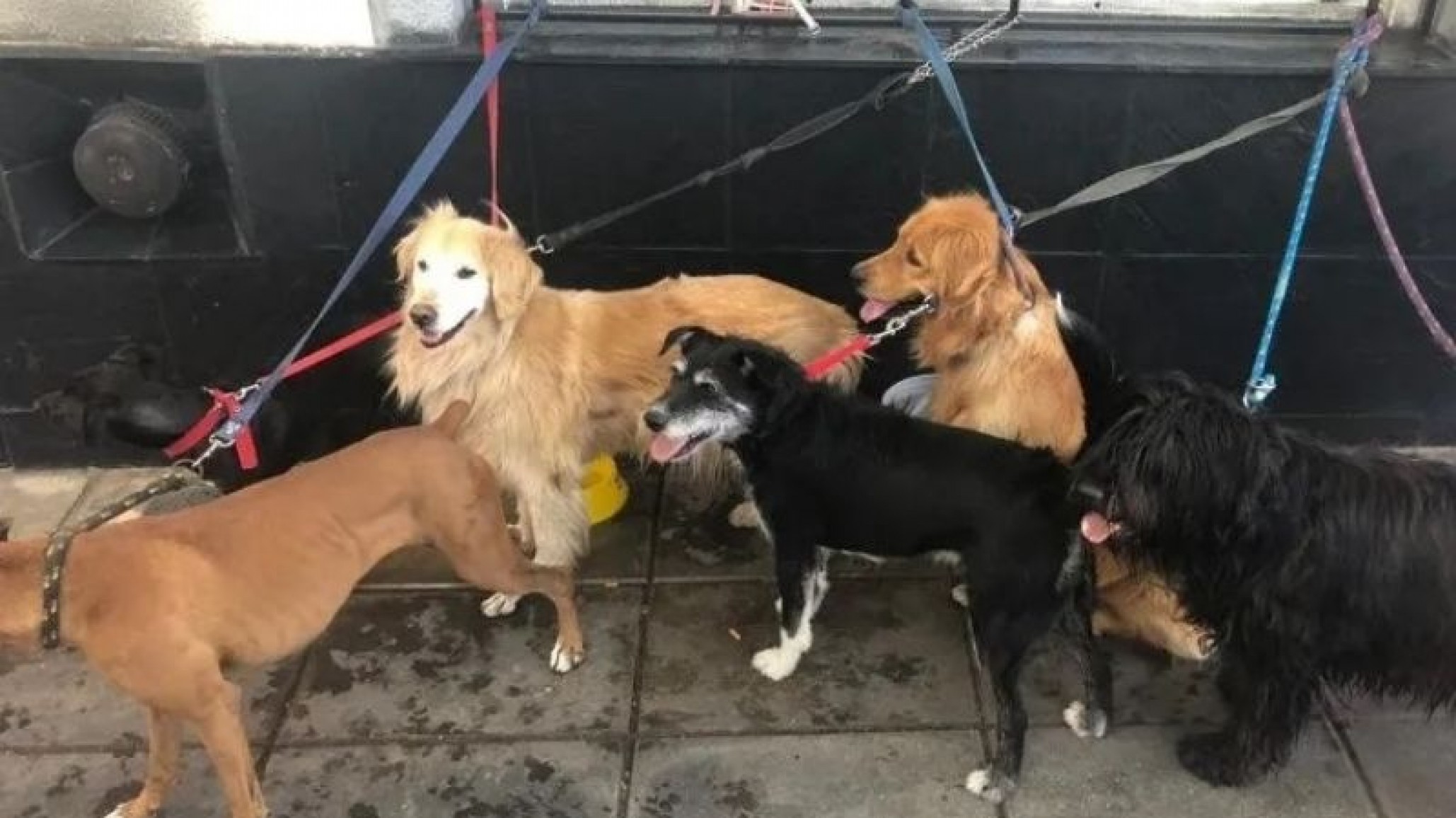 Falleció un paseador de muerte súbita; los perros quedaron abandonados