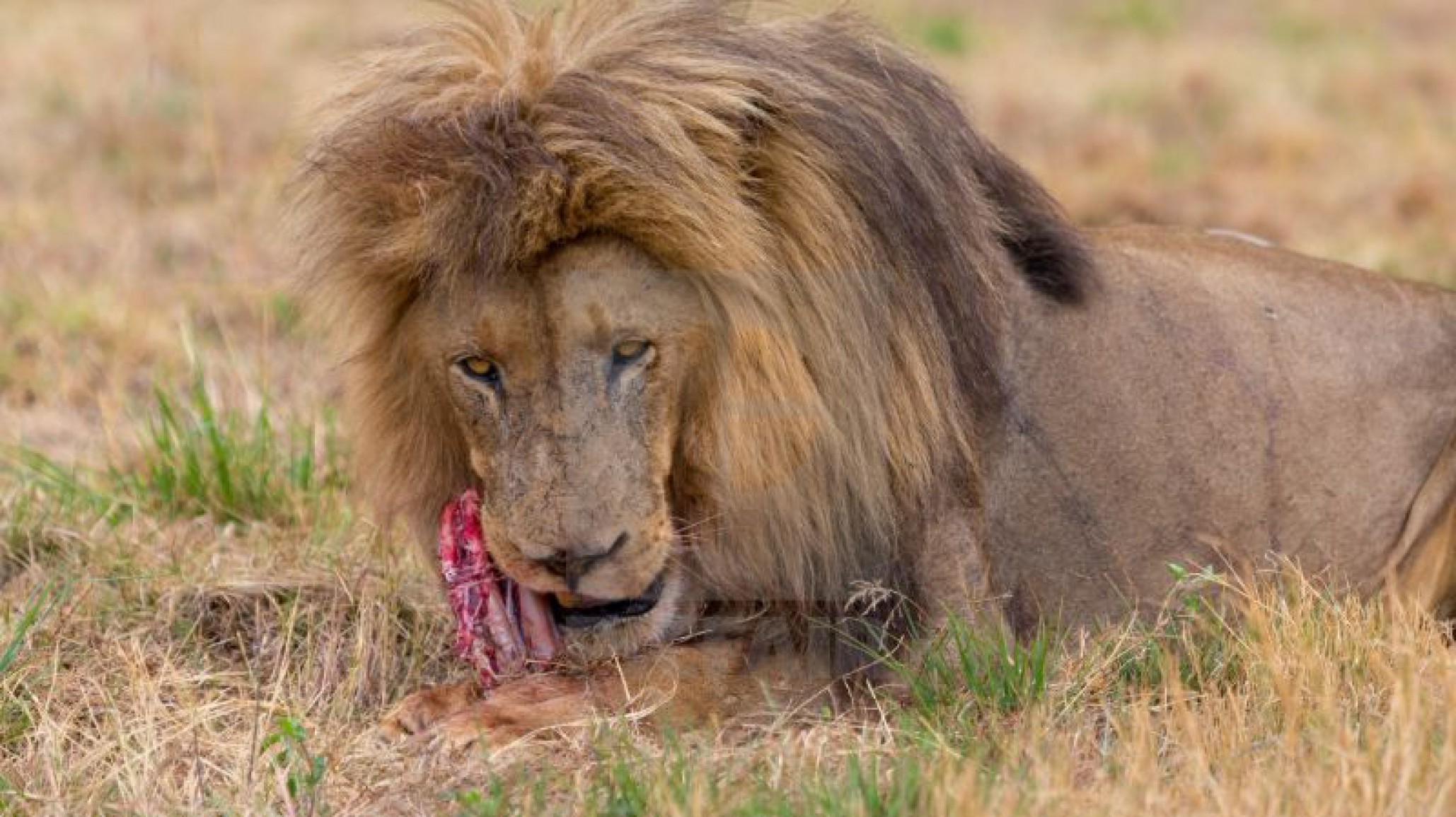 El peor final: un león se comió a un hombre mientras hacía sus necesidades