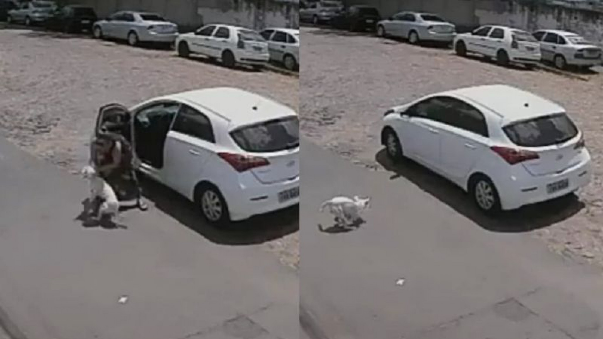 Cruel e indignante: Las cámaras registraron a una mujer abandonando a su perro discapacitado