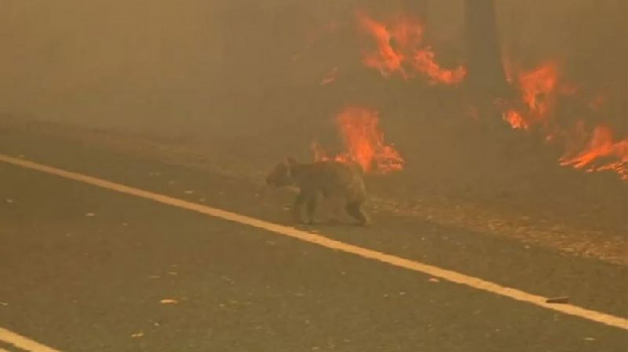 Grupo de adolescentes llenaron su vehículo de koalas para protegerlos del incendio