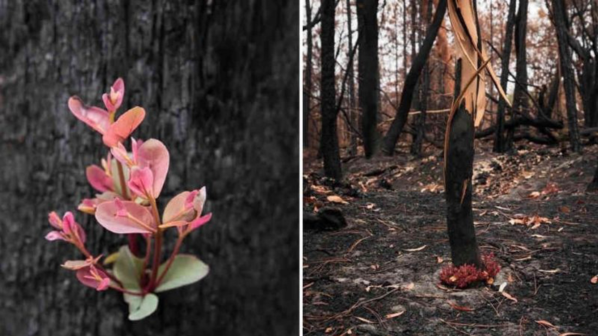 ¡Una alegría! Las flores renacen en los bosques incendiados de Australia