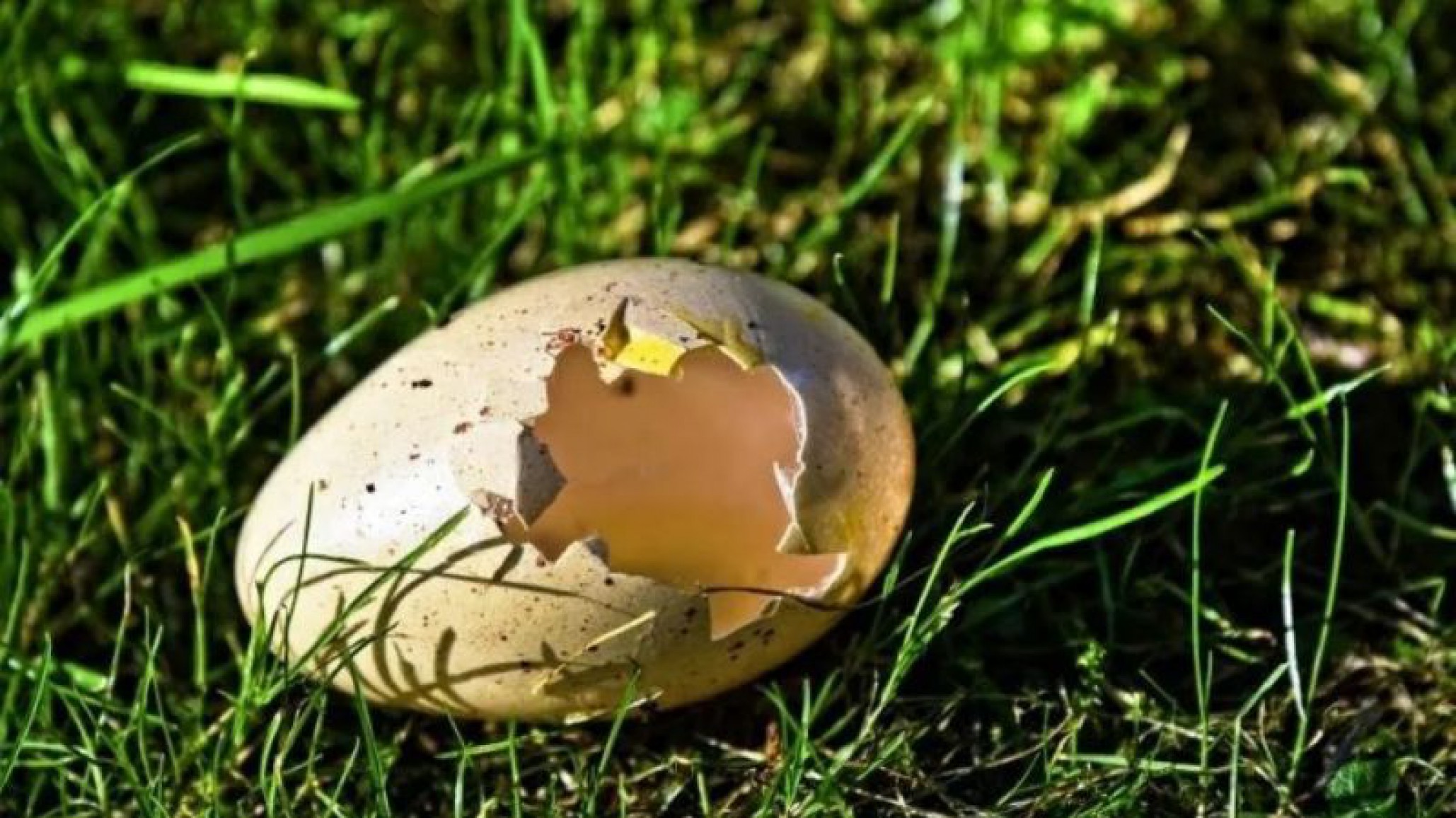 ¡Horrible! Un parásito dejó los testículos de un anciano como “cáscaras de huevo