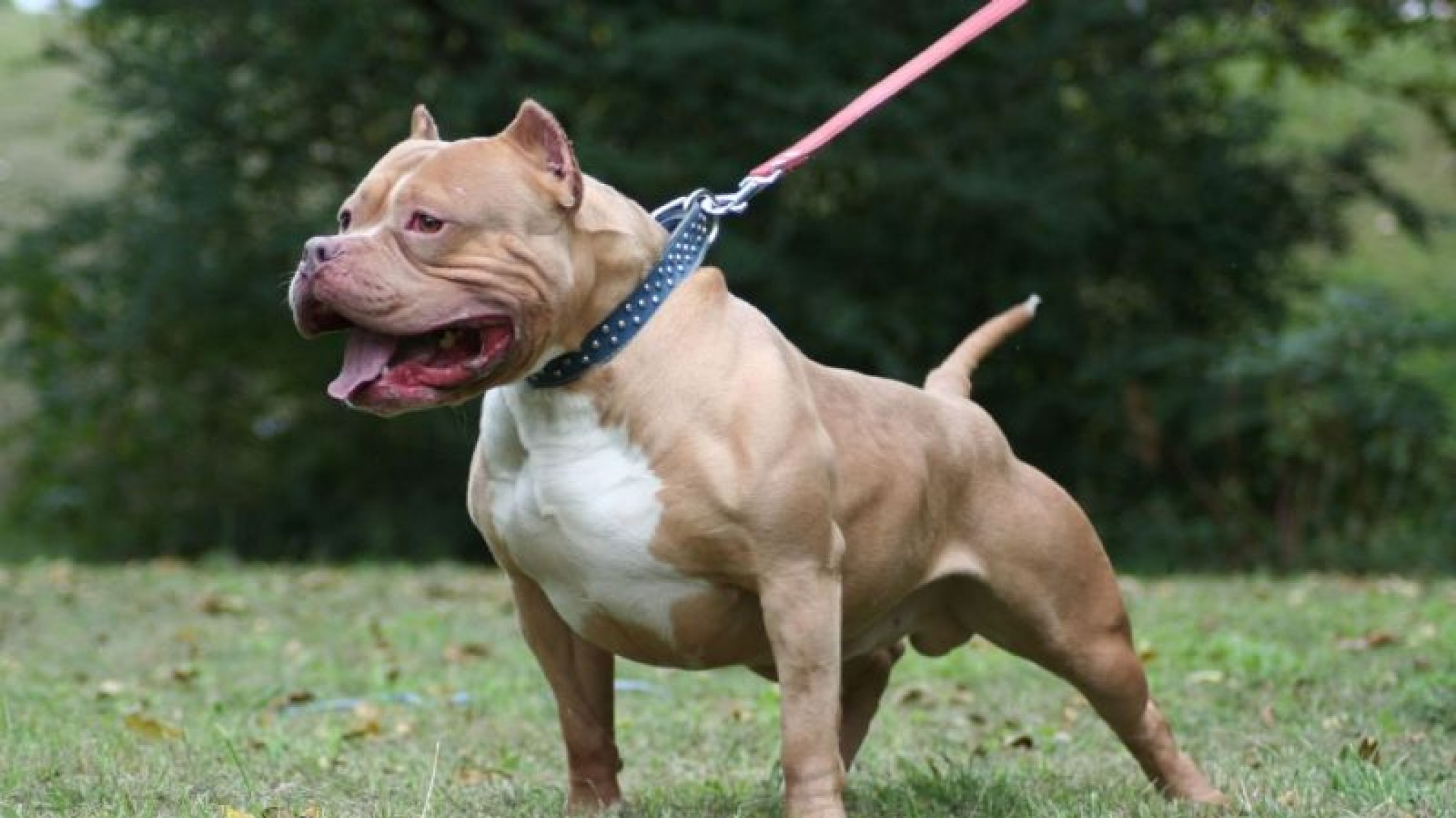 Mar del Plata: dos pitbulls atacaron hirieron gravemente a una joven