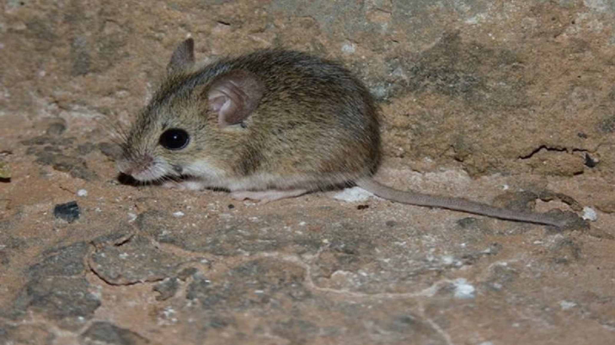 Alerta en Brasil por un nuevo virus que provoca fiebre hemorrágica: ya se cobró la vida de una persona