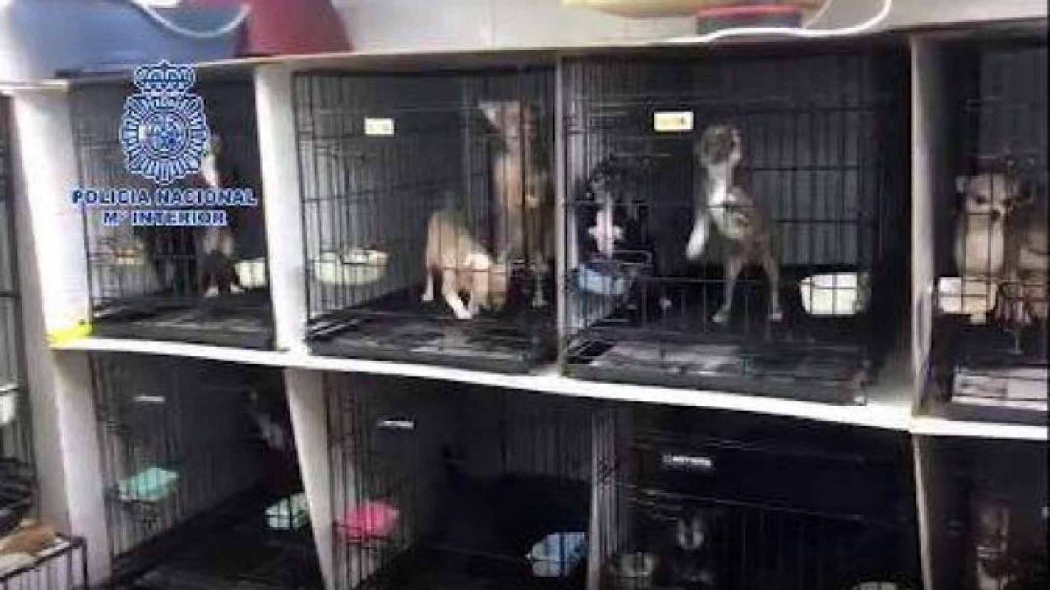 Increíble: Rescatan 270 perritos en criaderos ilegales en España