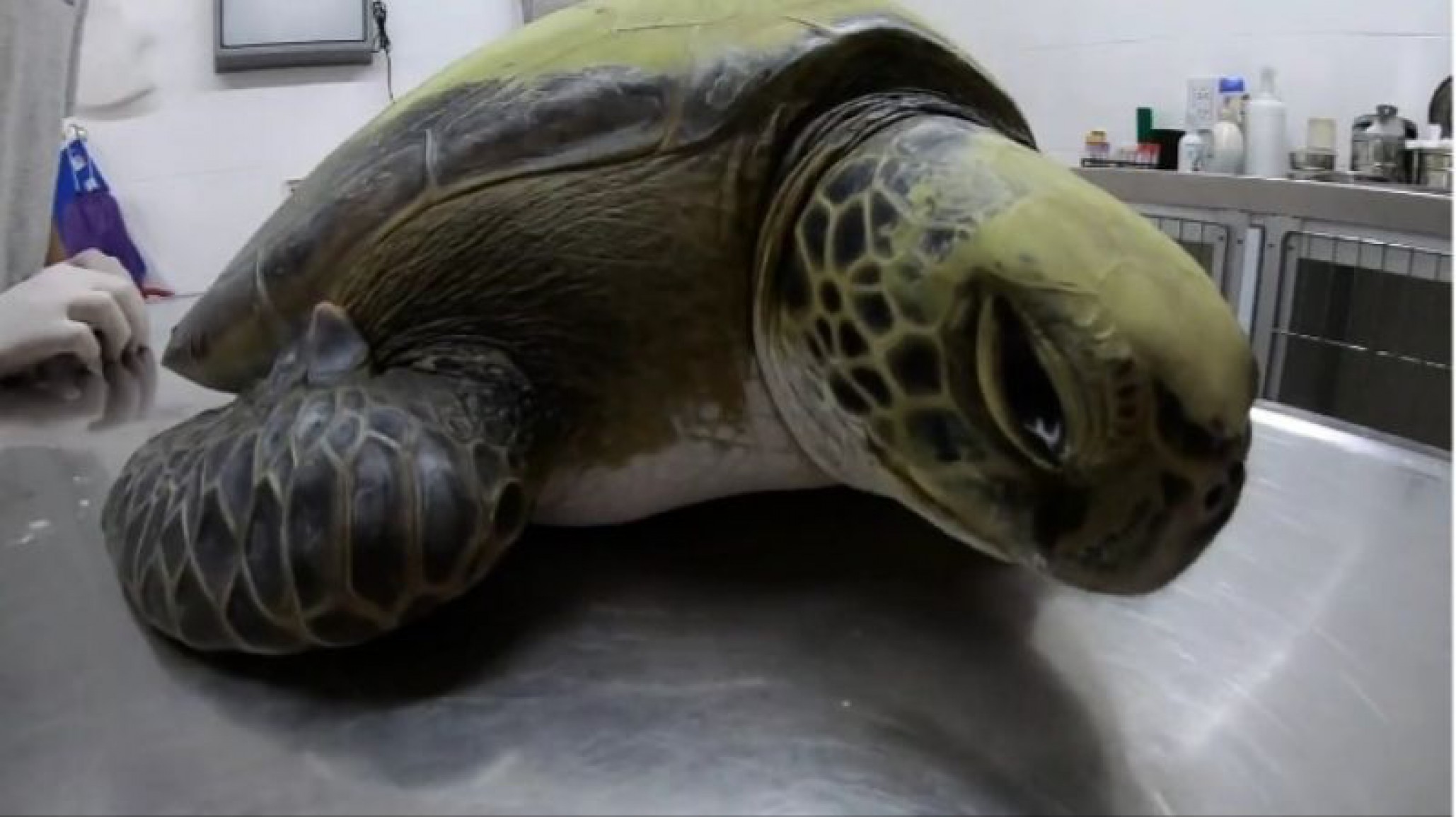 Una tortuga tuvo que ser rescatada y defecó 13 gramos de plástico